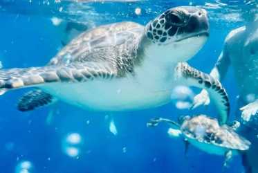 Miasto duchów, Famagusta, Salamina z rejsem na Blue Lagoon i zatokę żółwi z Ayia Napa